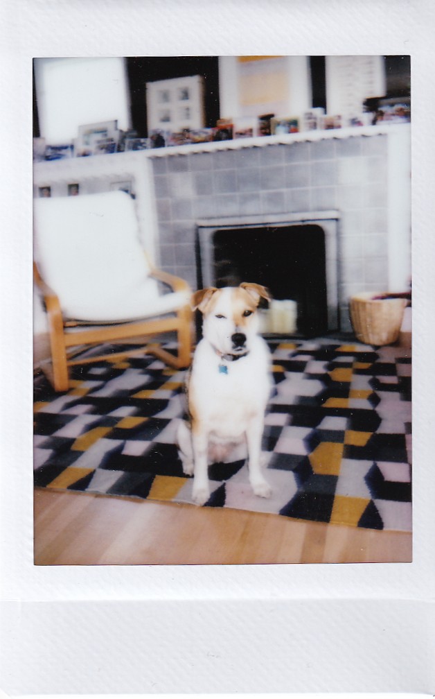 Pup Oakland Public Library